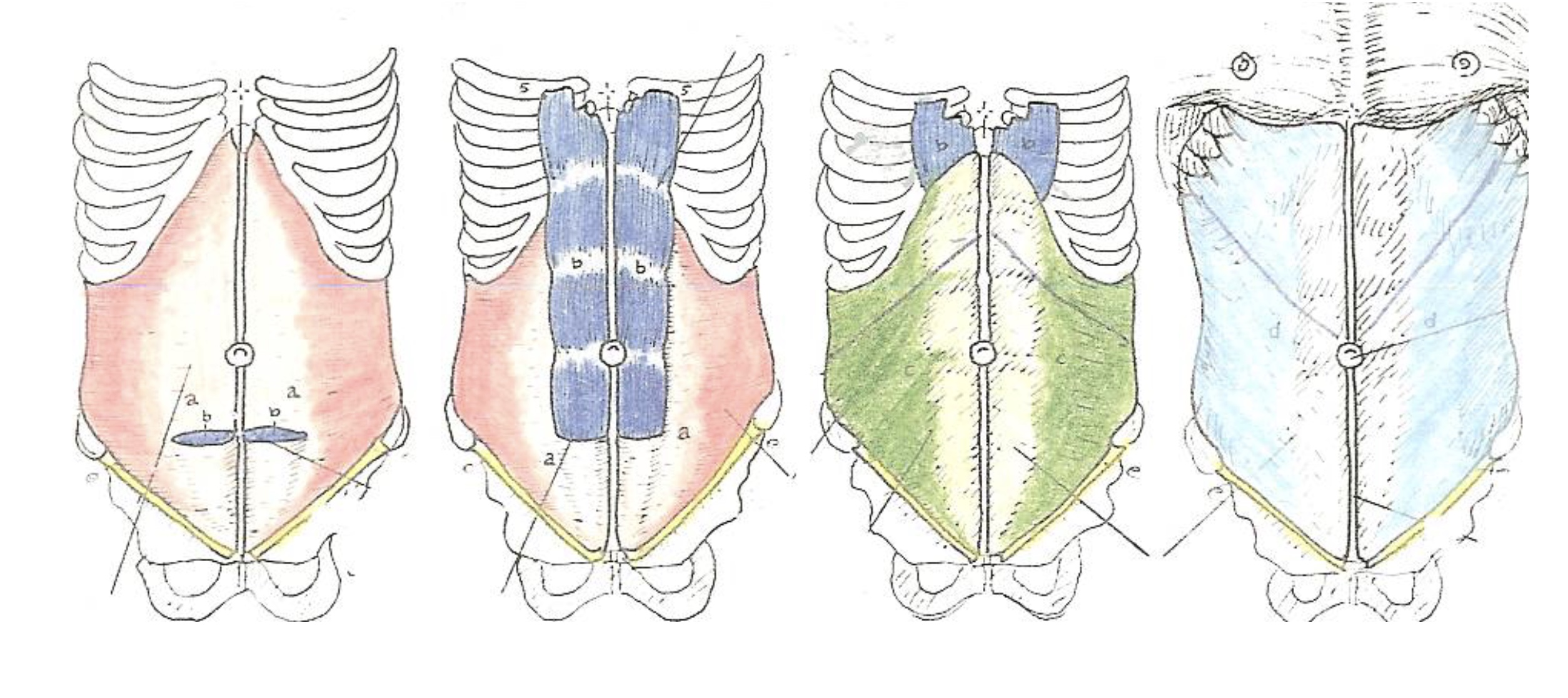 3 RIB CAGE PLACEMENT MB3